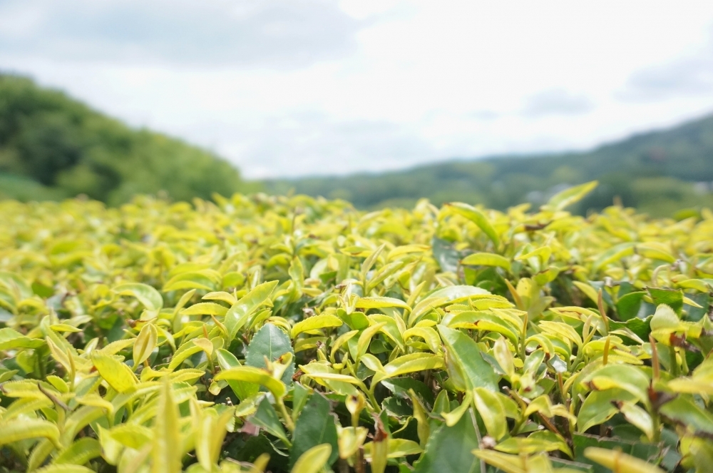 [問題] 日本有特別產紅茶的地方嗎