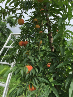 安曇野加藤農園　採收水蜜桃