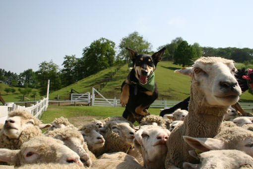 震撼力十足的「牧羊犬秀」