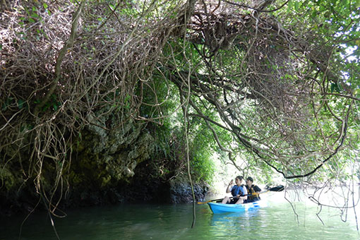 在水面上的叢生地探險的紅樹林獨木舟