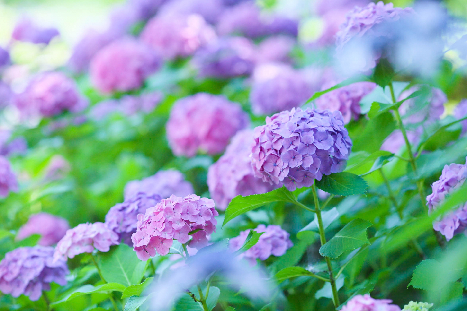 日本梅雨時節的嬌美身影 紫陽花 的4個有趣 小知識