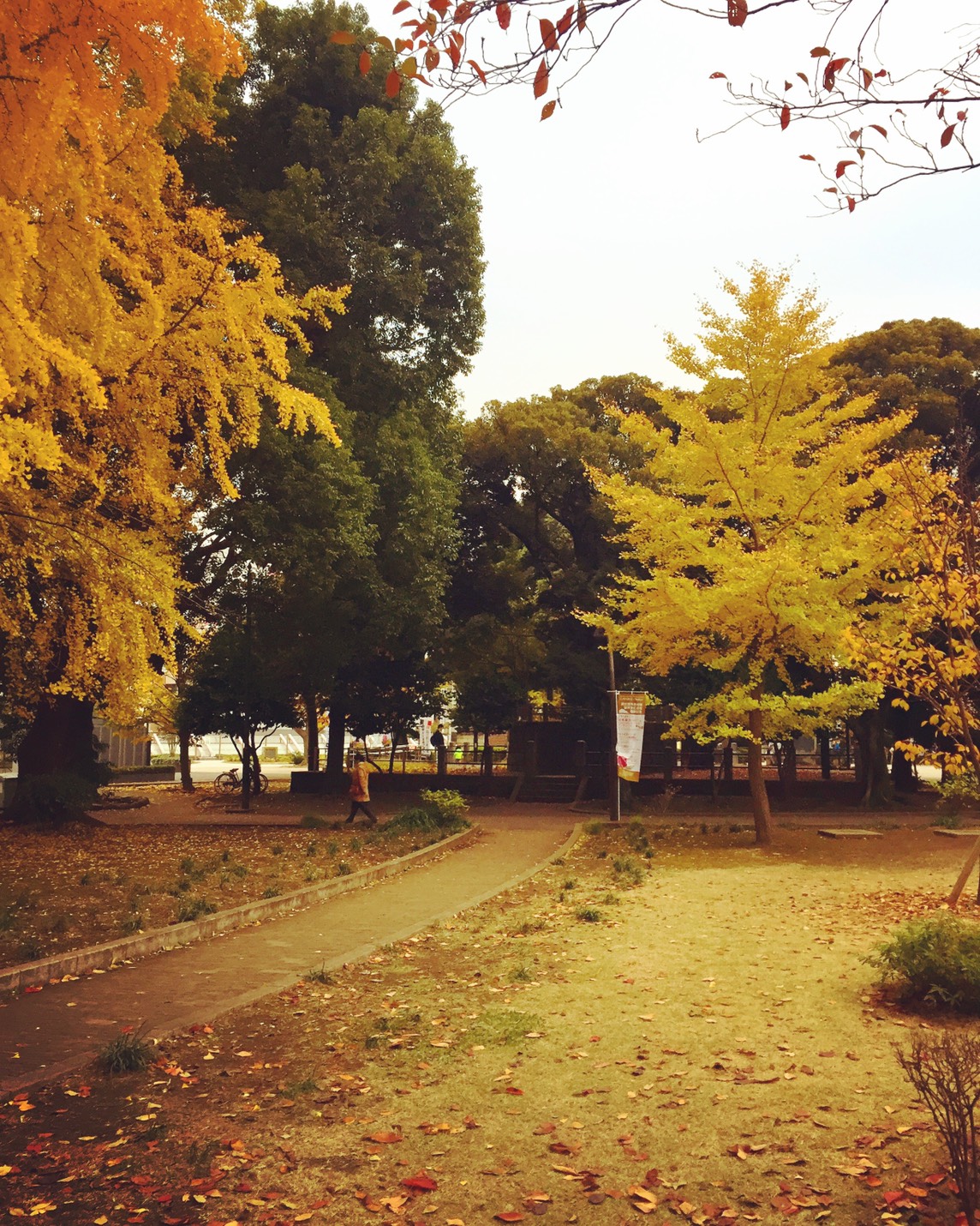 東京都台東區秋季的 上野 美不勝收的 賞楓 景點