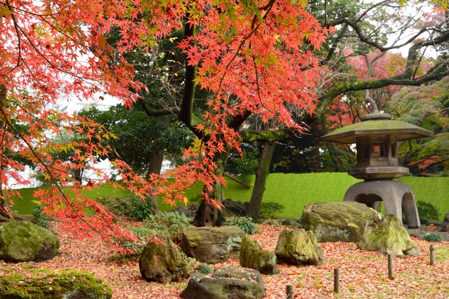 東京都台東區秋季的 上野 美不勝收的 賞楓 景點
